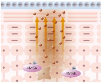 Minh họa cơ chế 4MSK ức chế enzyme Tyrosinase và thúc đẩy đào thải melanin giúp da sáng đều