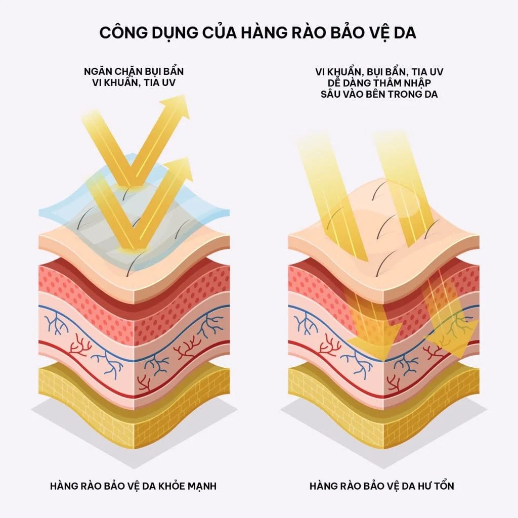 Hàng rào bảo vệ da vững chắc giúp ngăn chặn bụi mịn, vi khuẩn và duy trì cân bằng sinh học tự nhiên của da